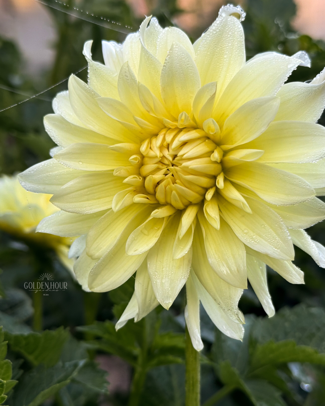 Hollyhill Buttermilk Dahlia Tuber, Hollyhill Buttermilk Dahlia Bulb, Hollyhill Buttermilk Dahlia Flower, Hollyhill Buttermilk Dahlia Sale, Hollyhill Buttermilk Dahlia
