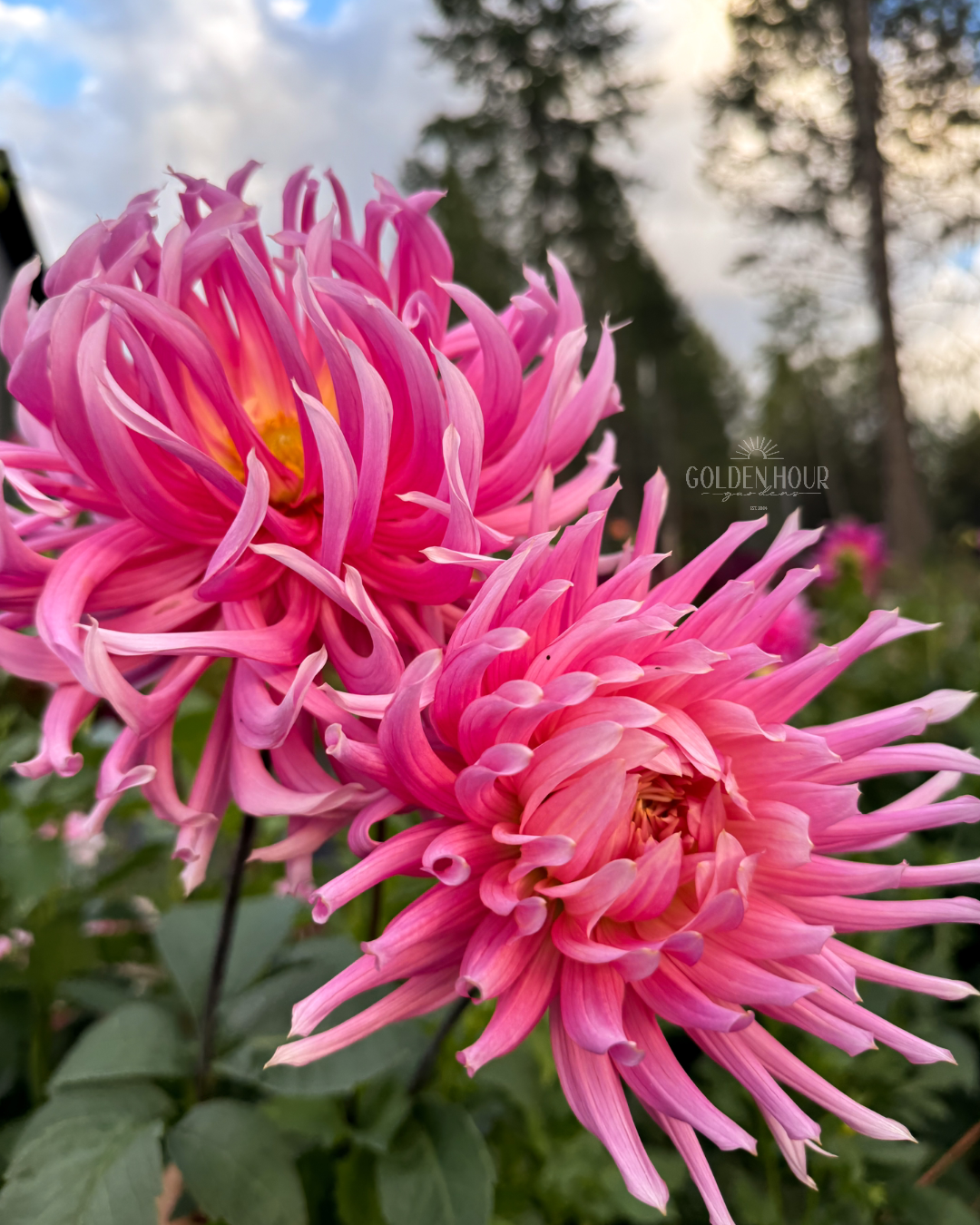 Hollyhill Cotton Candy Dahlia Tuber, Hollyhill Cotton Candy Dahlia Bulb, Hollyhill Cotton Candy Dahlia Flower, Hollyhill Cotton Candy Dahlia Sale, Hollyhill Cotton Candy Dahlia