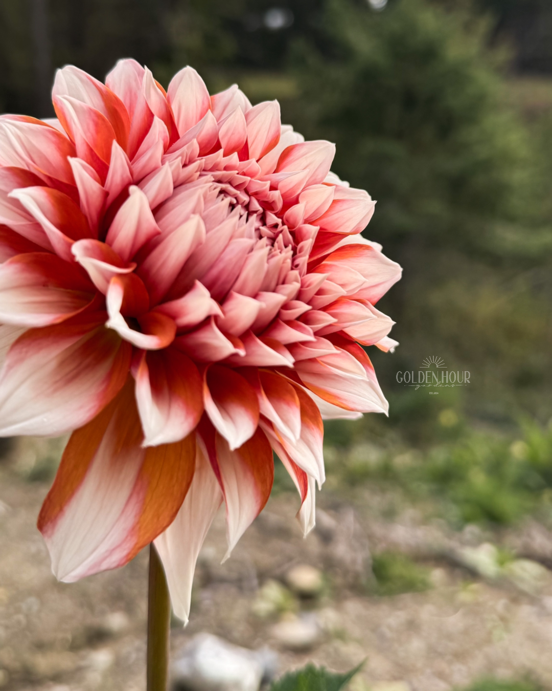 Hollyhill Orange Ice Dahlia Tuber, Hollyhill Orange Ice Dahlia Bulb, Hollyhill Orange Ice Dahlia Flower, Hollyhill Orange Ice Dahlia Sale, Hollyhill Orange Ice Dahlia