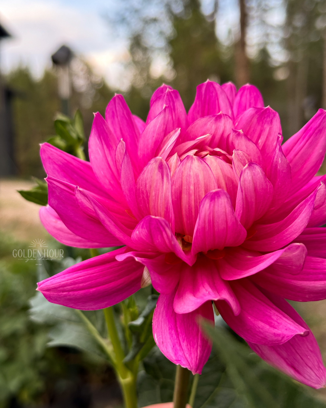 Hollyhill Pink Martini Dahlia Tuber, Hollyhill Pink Martini Dahlia Bulb, Hollyhill Pink Martini Dahlia Flower, Hollyhill Pink Martini Dahlia Sale