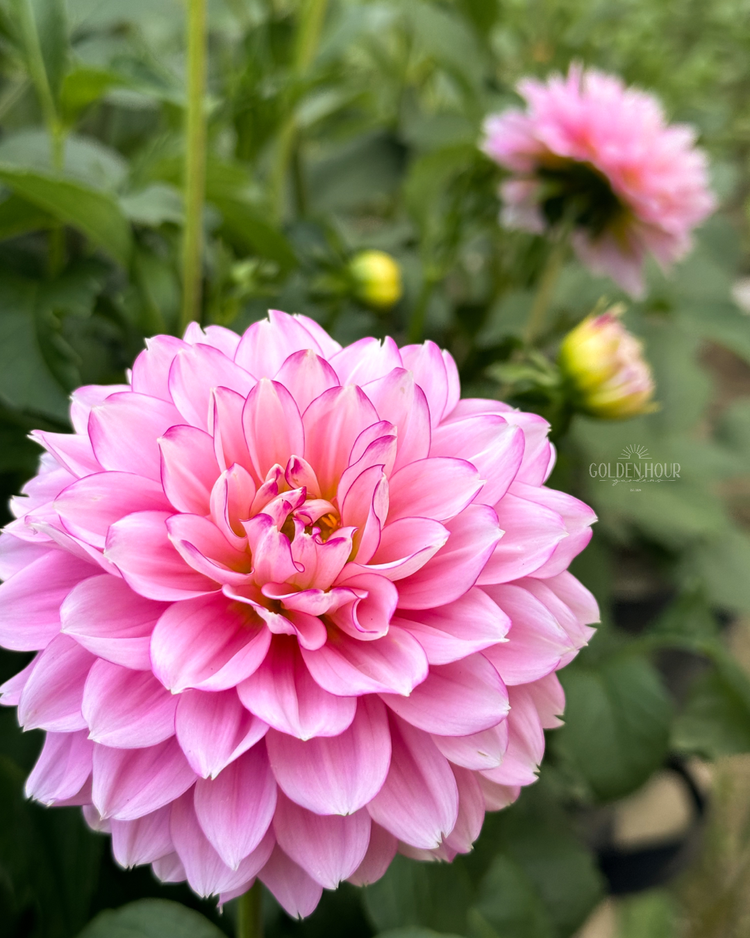 Hollyhill Pinkie Dahlia Tuber, Hollyhill Pinkie Dahlia Flower, Hollyhill Pinkie Dahlia Bulb, Hollyhill Pinkie Dahlia Sale