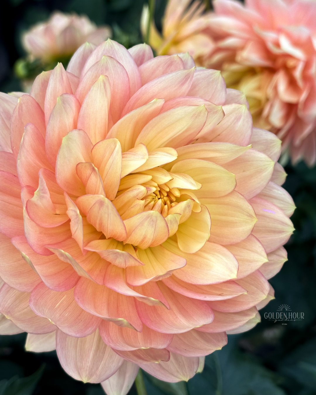 Hollyhill Serenity Dahlia Tuber, Hollyhill Serenity Dahlia Bulb, Hollyhill Serenity Dahlia Flower, Hollyhill Serenity Dahlia Sale, Hollyhill Serenity Dahlia