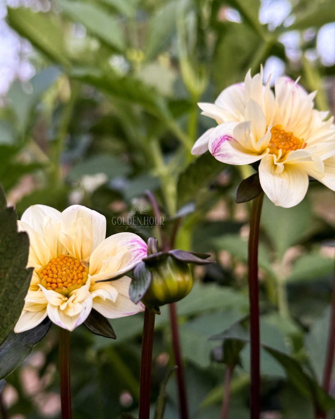 Hy Whitewings Dahlia Tuber, Hy Whitewings Dahlia Bulb, Hy Whitewings Dahlia Flower, Hy Whitewings Dahlia