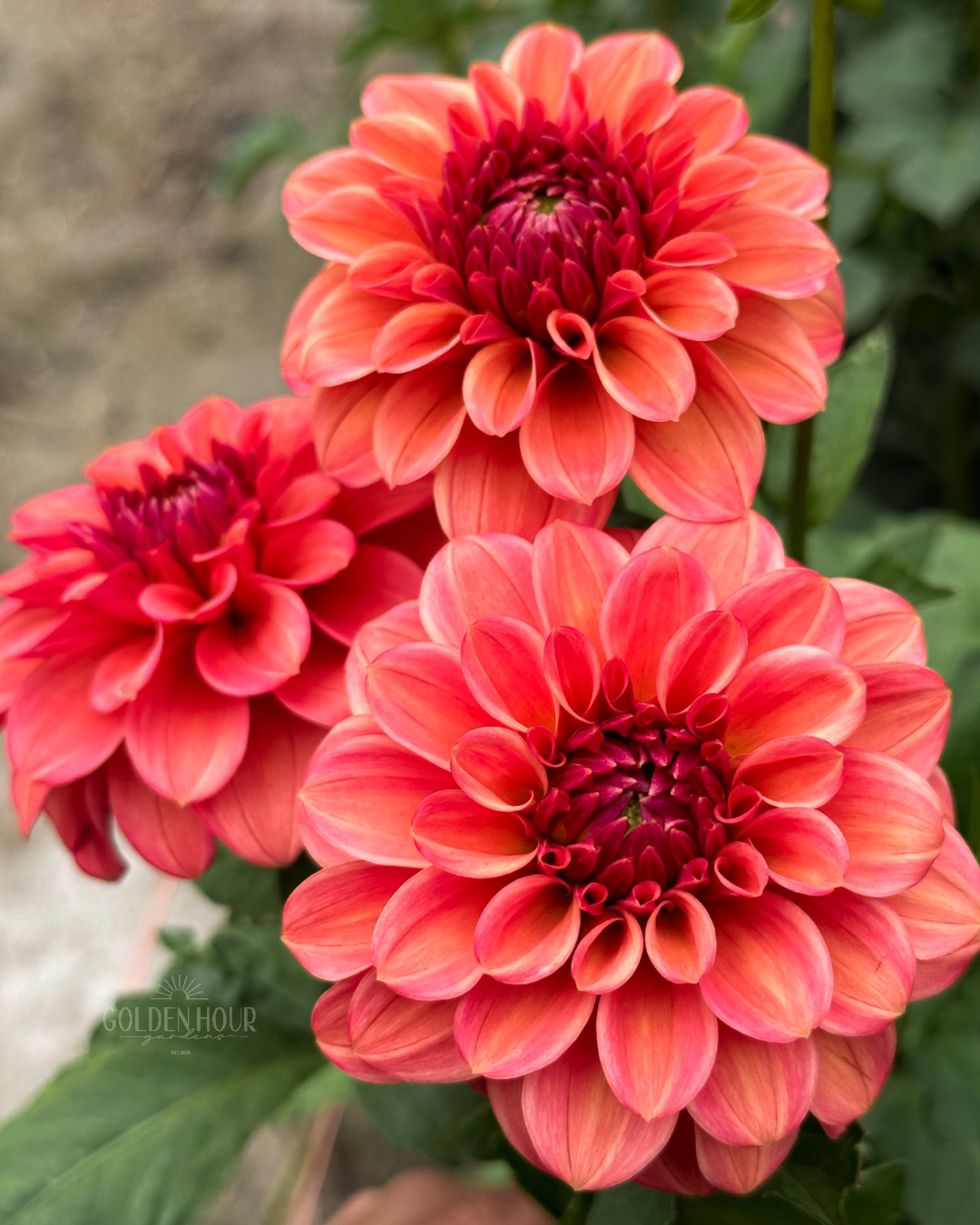 Ice Tea Dahlia Tuber, Ice Tea Dahlia Bulb, Ice Tea Dahlia Flower, Ice Tea Dahlia