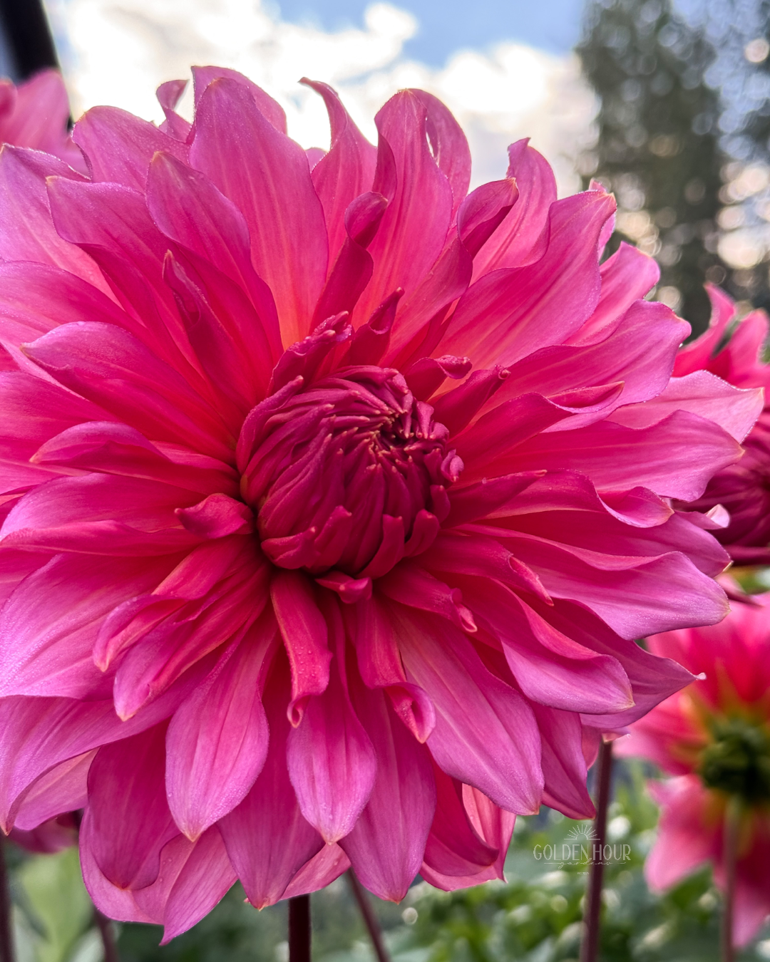 Islander Dahlia Tuber, Islander Dahlia Bulb, Islander Dahlia Flower, Islander Dahlia Sale, Islander Dahlia