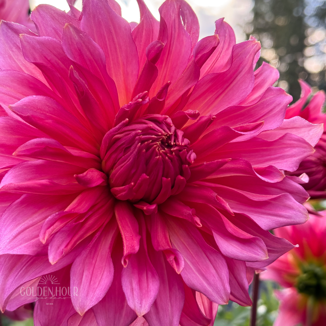Islander Dahlia Tuber, Islander Dahlia Bulb, Islander Dahlia Flower, Islander Dahlia Sale, Islander Dahlia