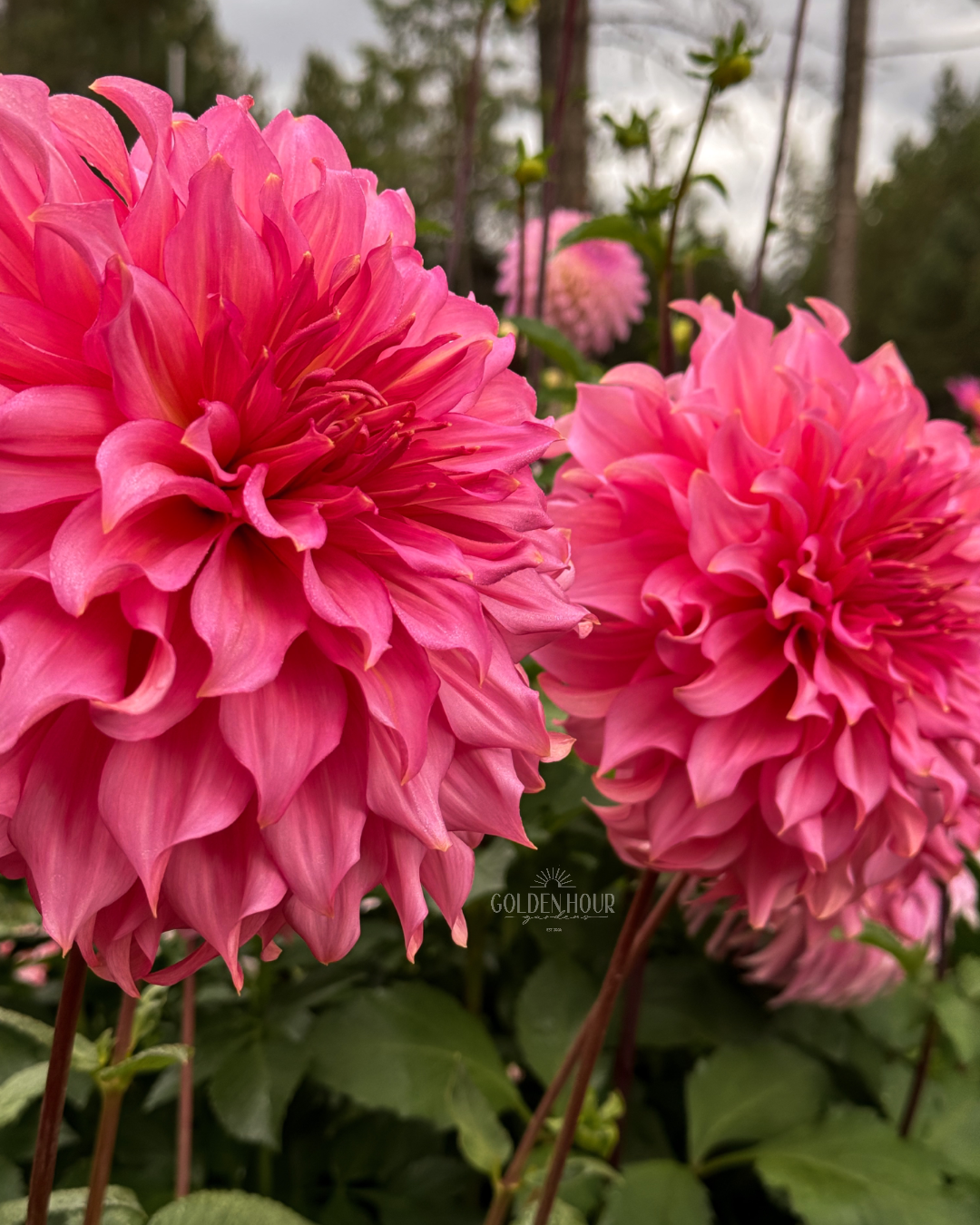 Islander Dahlia Tuber, Islander Dahlia Bulb, Islander Dahlia Flower, Islander Dahlia Sale, Islander Dahlia