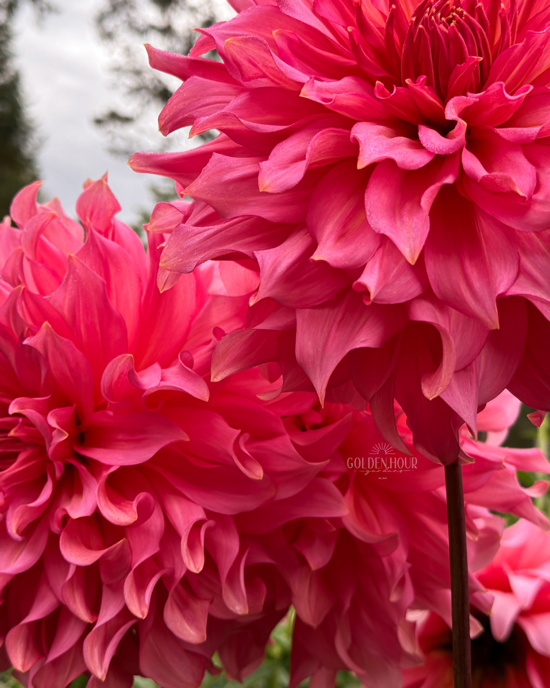 Islander Dahlia Tuber, Islander Dahlia Bulb, Islander Dahlia Flower, Islander Dahlia Sale, Islander Dahlia
