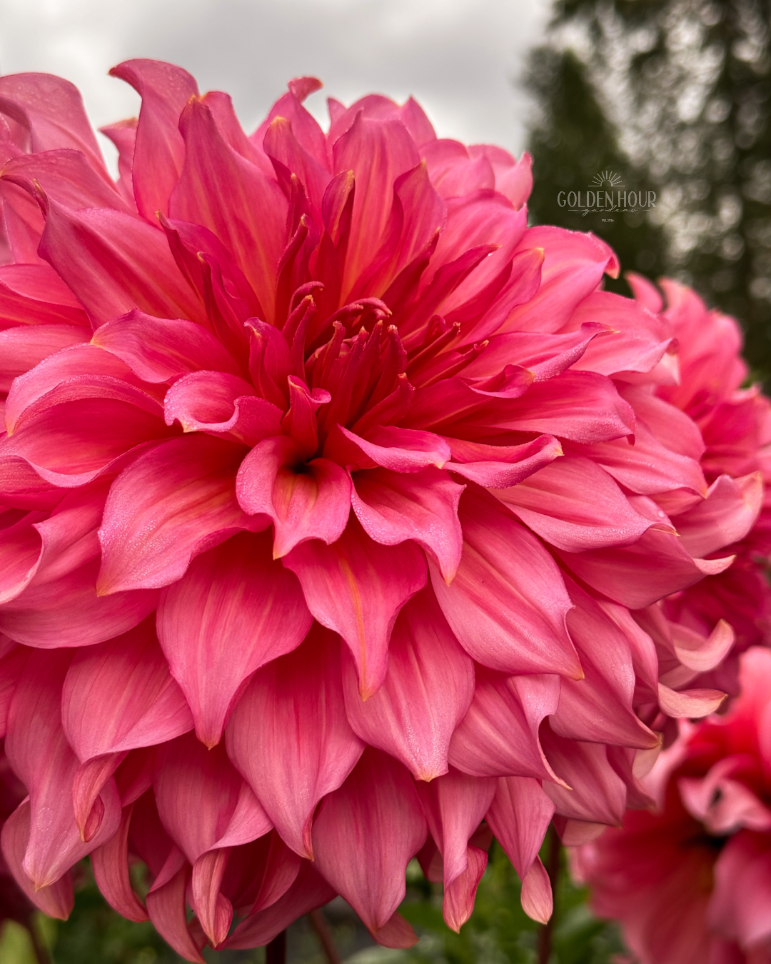 Islander Dahlia Tuber, Islander Dahlia Bulb, Islander Dahlia Flower, Islander Dahlia Sale, Islander Dahlia