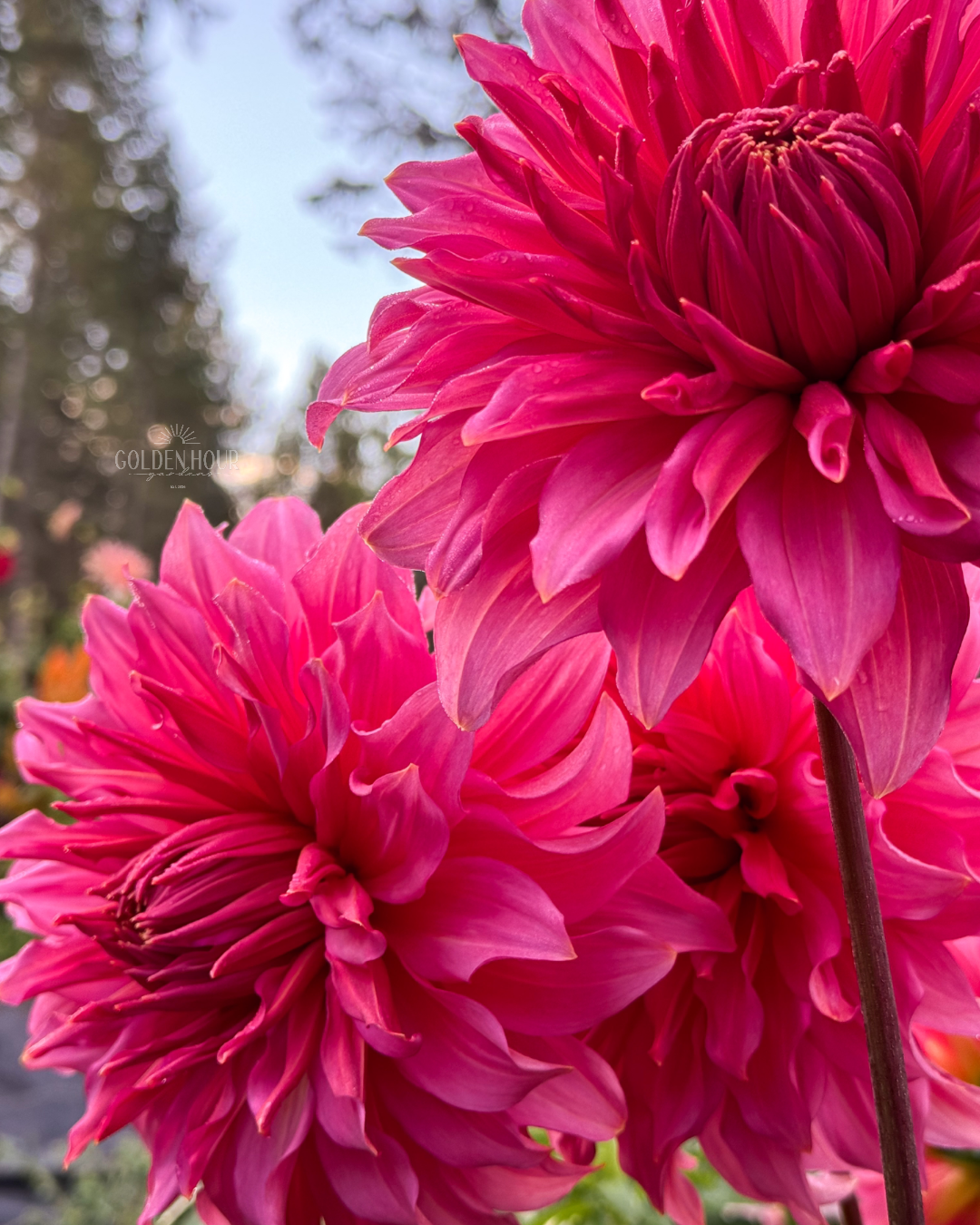 Islander Dahlia Tuber, Islander Dahlia Bulb, Islander Dahlia Flower, Islander Dahlia Sale, Islander Dahlia