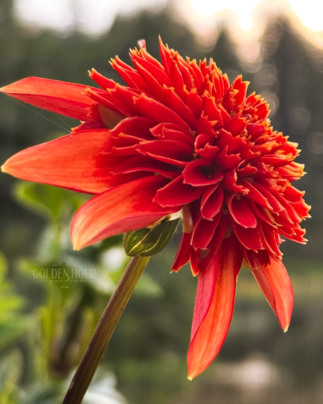 Josie Dahlia Tuber, Josie Dahlia Bulb, Josie Dahlia Flower, Josie Dahlia Bloom