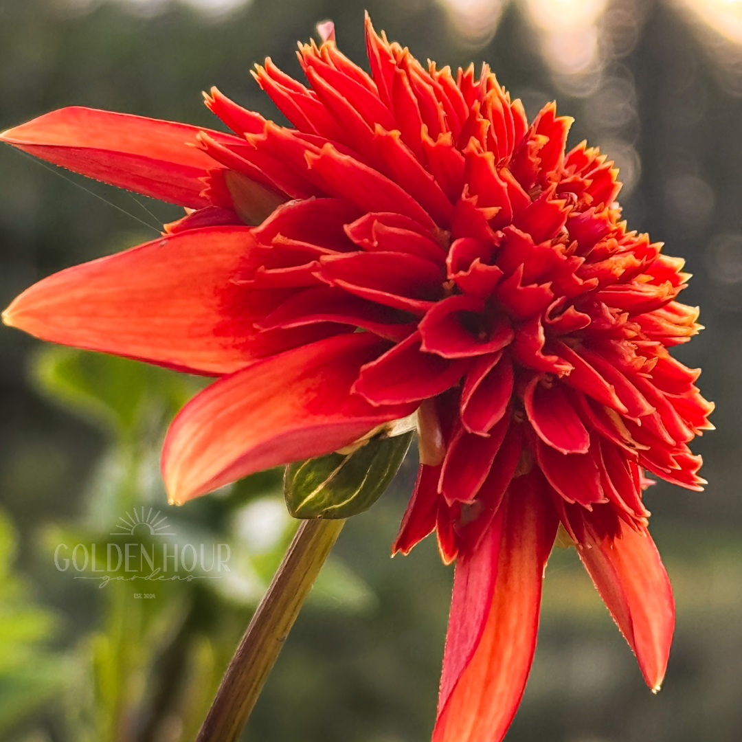 Josie Dahlia Tuber, Josie Dahlia Bulb, Josie Dahlia Flower, Josie Dahlia Bloom