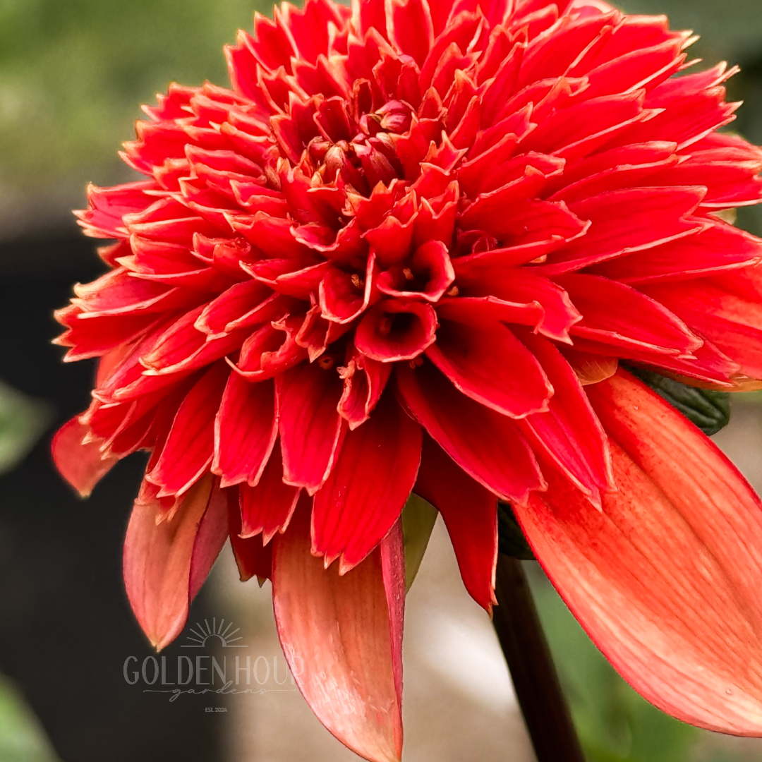 Josie Dahlia Tuber, Josie Dahlia Bulb, Josie Dahlia Flower, Josie Dahlia Bloom