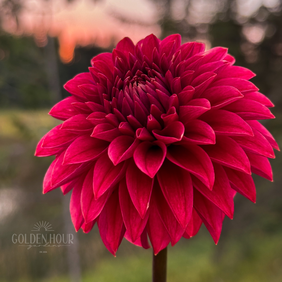 KA Keltie Cherry Dahlia Tuber, KA Keltie Cherry Dahlia Bulb, KA Keltie Cherry Dahlia Flower, KA Keltie Cherry Dahlia Bloom