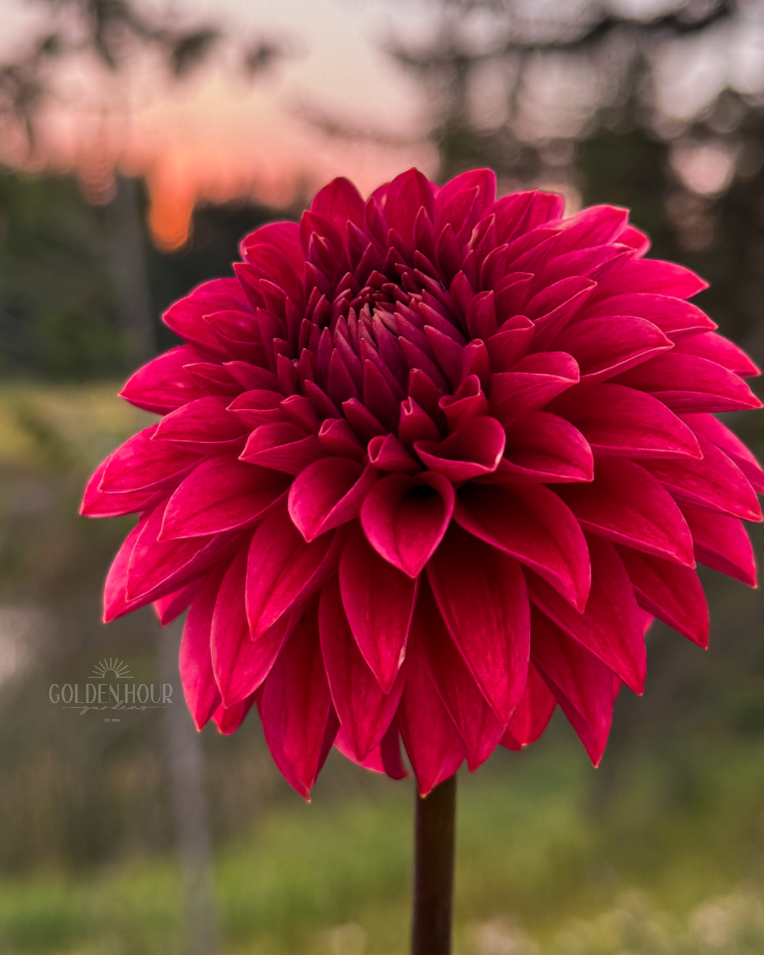 KA Keltie Cherry Dahlia Tuber, KA Keltie Cherry Dahlia Bulb, KA Keltie Cherry Dahlia Flower, KA Keltie Cherry Dahlia Bloom