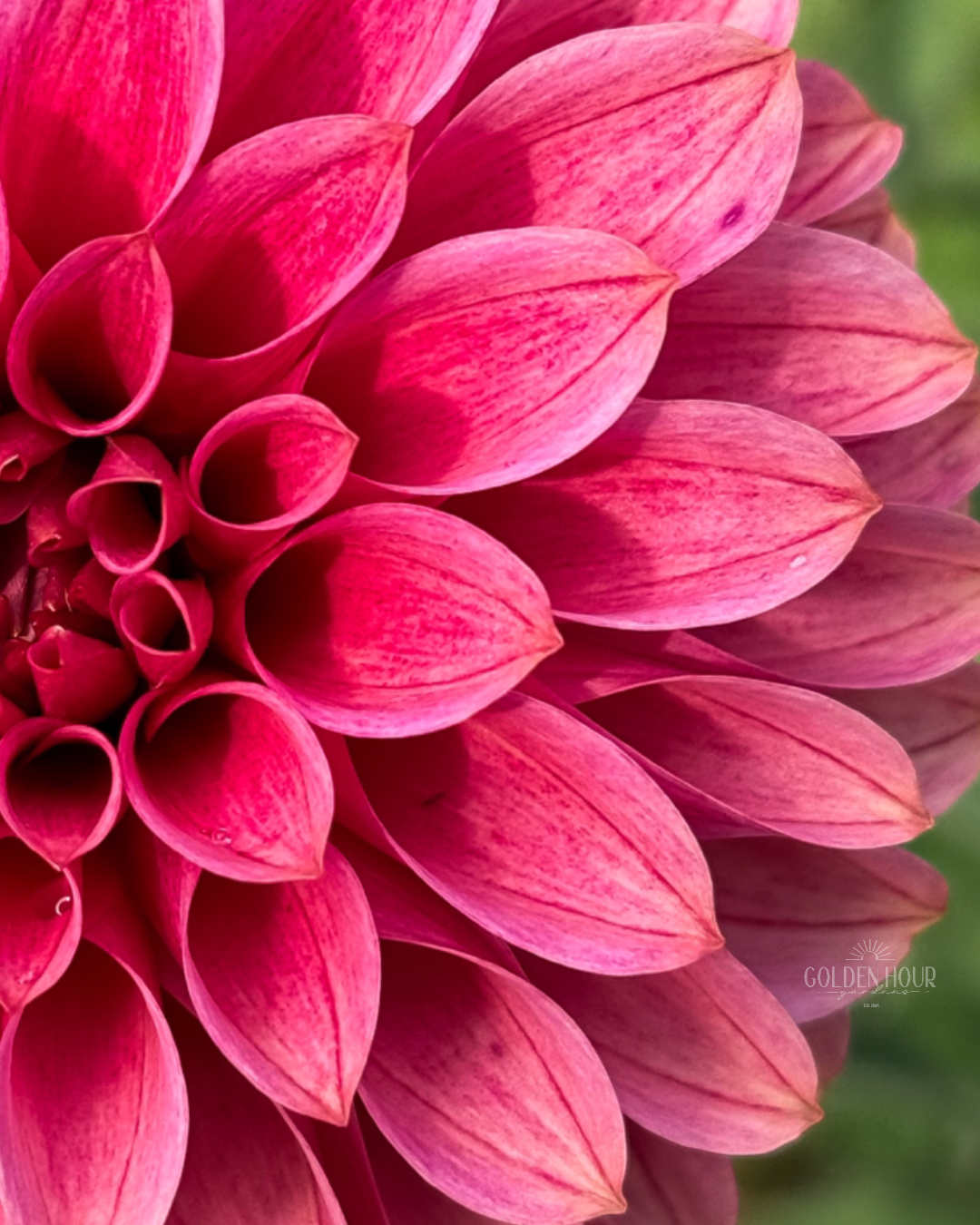 KA's Rosie Jo Dahlia Tuber, KA's Rosie Jo Dahlia Bulb, KA's Rosie Jo Dahlia Flower, KA's Rosie Jo Dahlia
