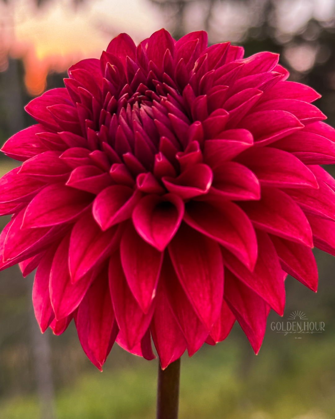 KA Keltie Cherry Dahlia Tuber, KA Keltie Cherry Dahlia Bulb, KA Keltie Cherry Dahlia Flower, KA Keltie Cherry Dahlia Bloom