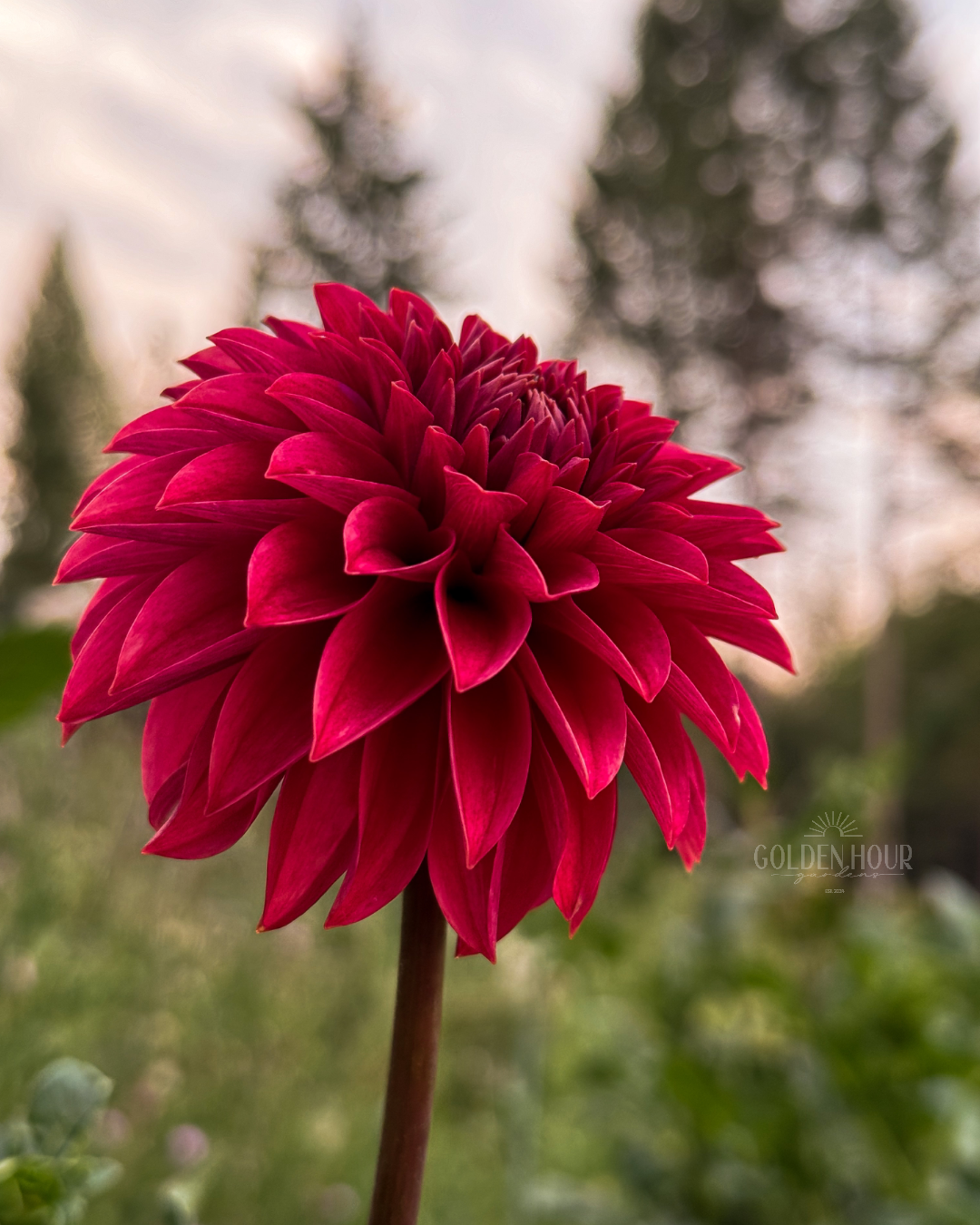 KA Keltie Cherry Dahlia Tuber, KA Keltie Cherry Dahlia Bulb, KA Keltie Cherry Dahlia Flower, KA Keltie Cherry Dahlia Bloom