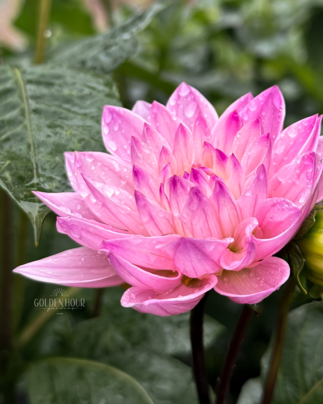 Karma Prospero Dahlia Tuber, Karma Prospero Dahlia Bulb, Karma Prospero Dahlia Flower, Karma Prospero Dahlia
