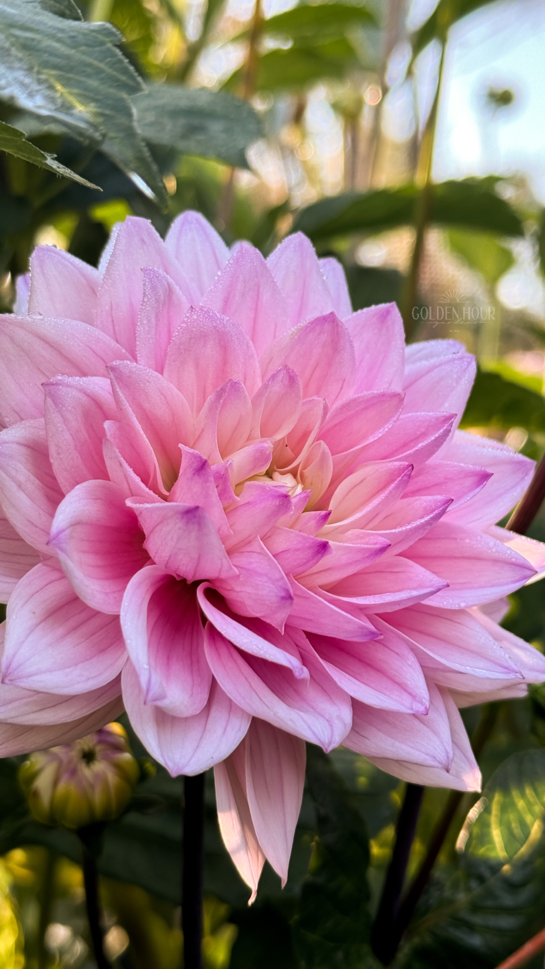 Karma Prospero Dahlia Tuber, Karma Prospero Dahlia Bulb, Karma Prospero Dahlia Flower, Karma Prospero Dahlia