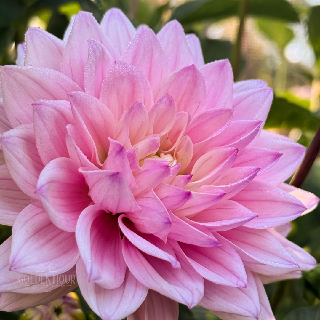 Karma Prospero Dahlia Tuber, Karma Prospero Dahlia Bulb, Karma Prospero Dahlia Flower, Karma Prospero Dahlia