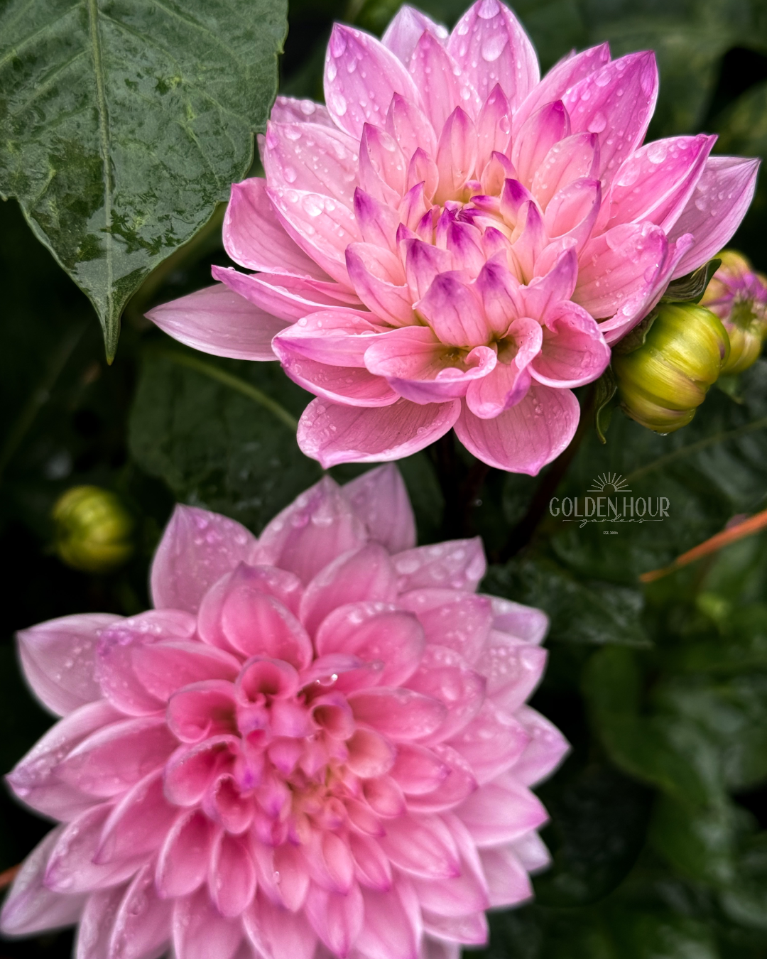 Karma Prospero Dahlia Tuber, Karma Prospero Dahlia Bulb, Karma Prospero Dahlia Flower, Karma Prospero Dahlia