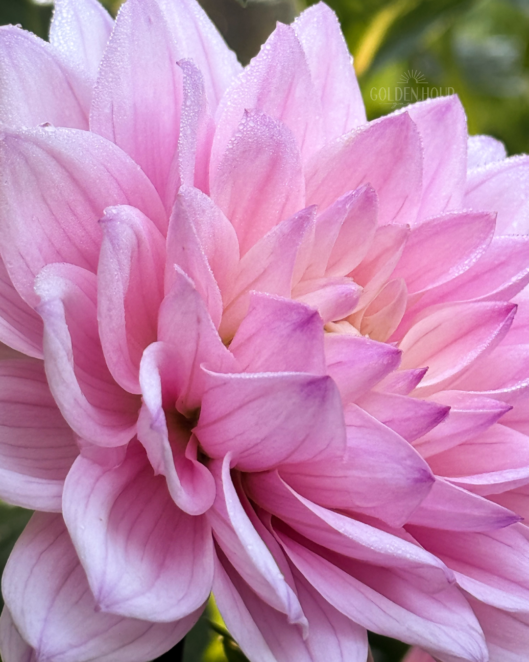 Karma Prospero Dahlia Tuber, Karma Prospero Dahlia Bulb, Karma Prospero Dahlia Flower, Karma Prospero Dahlia