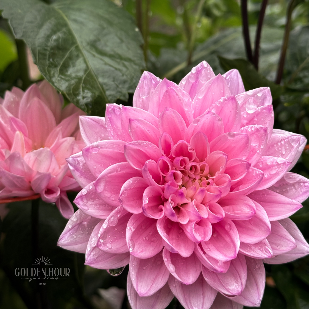 Karma Prospero Dahlia Tuber, Karma Prospero Dahlia Bulb, Karma Prospero Dahlia Flower, Karma Prospero Dahlia