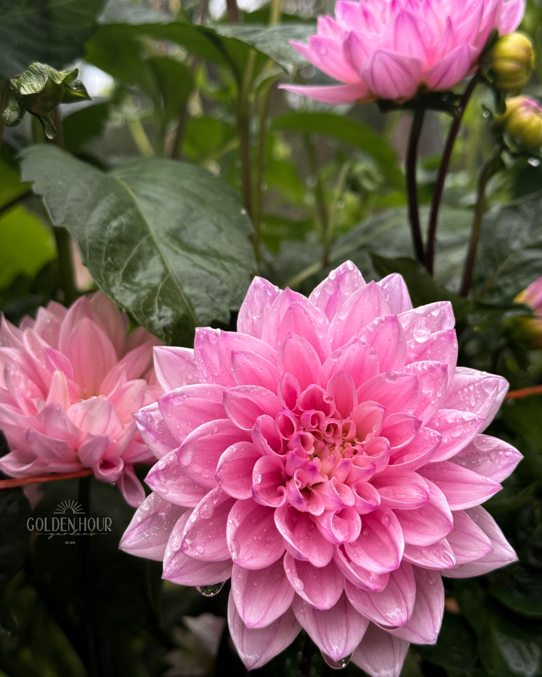 Karma Prospero Dahlia Tuber, Karma Prospero Dahlia Bulb, Karma Prospero Dahlia Flower, Karma Prospero Dahlia