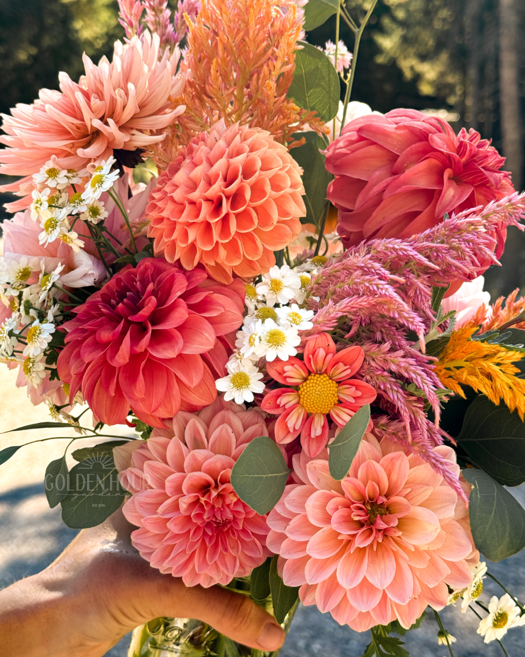 Lake Hills Phred Dahlia Tuber, Lake Hills Phred Dahlia Bulb, Lake Hills Phred Dahlia Flower, Lake Hills Phred Dahlia Bloom