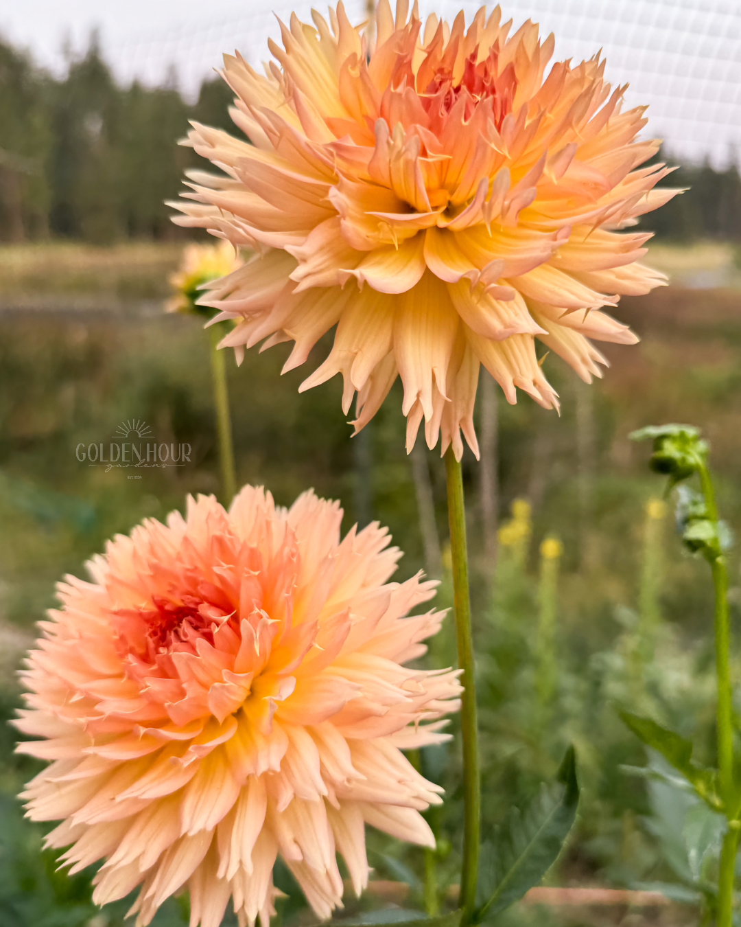 Lakeview Peach Fuzz Dahlia Tuber, Lakeview Peach Fuzz Dahlia Bulb, Lakeview Peach Fuzz Dahlia Flower, Lakeview Peach Fuzz Dahlia for Sale