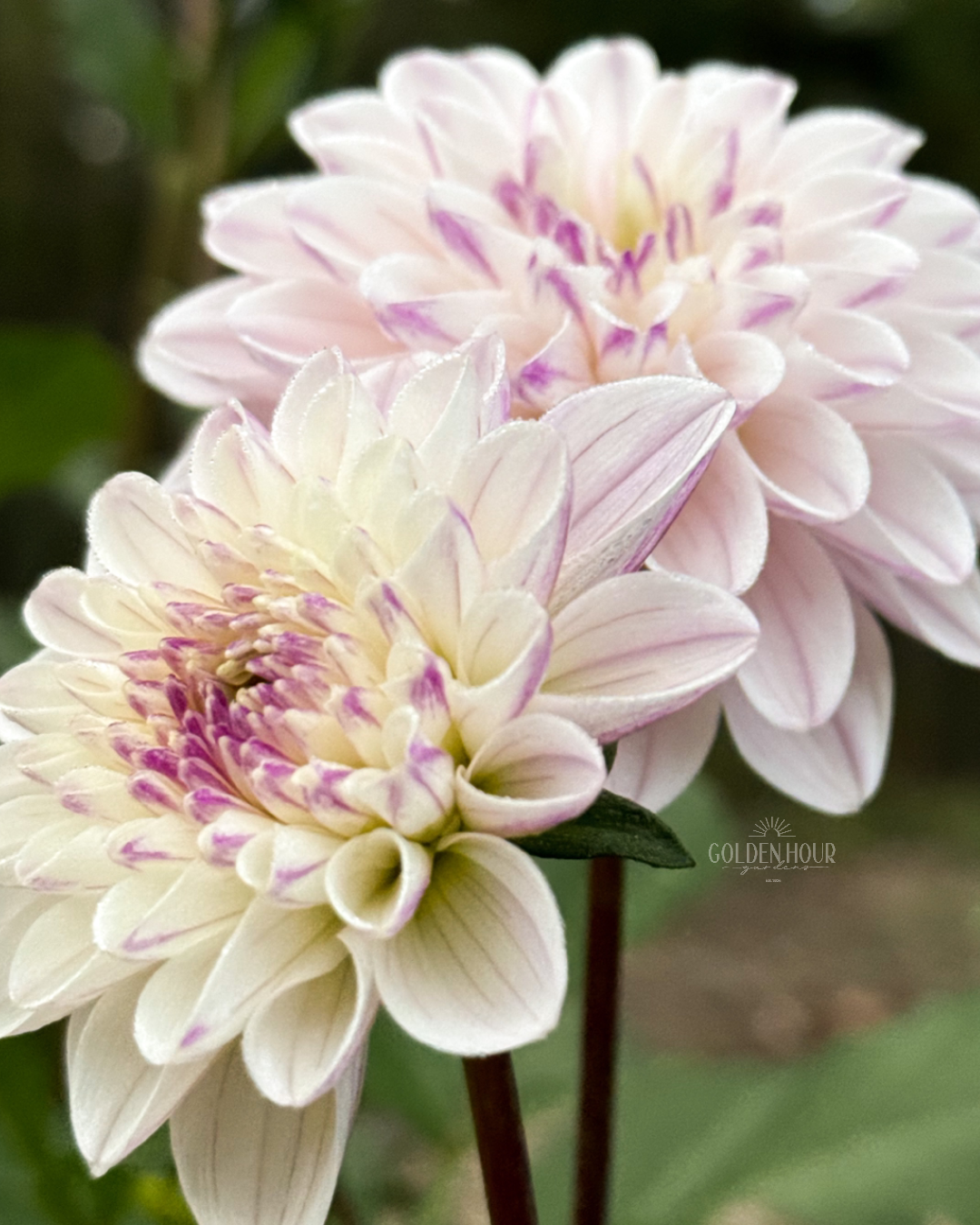 Last Dance Dahlia Tuber, Last Dance Dahlia Bulb, Last Dance Dahlia Flower, Last Dance Dahlia Sale, Last Dance Dahlia