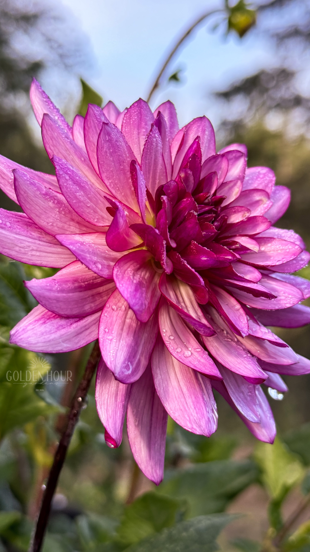 Lauren Michele Dahlia Tuber, Lauren Michele Dahlia Bulb, Lauren Michele Dahlia Flower, Lauren Michele Dahlia Bloom