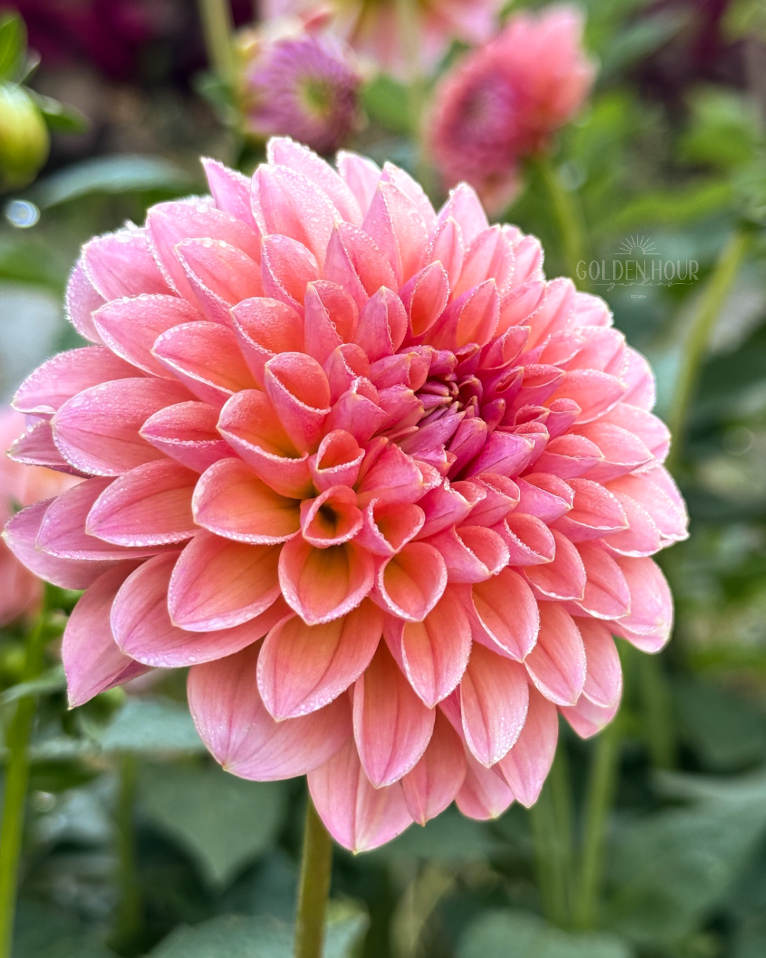 Linda's Baby Dahlia Tuber, Linda's Baby Dahlia Bulb, Linda's Baby Dahlia Flower, Linda's Baby Dahlia Sale