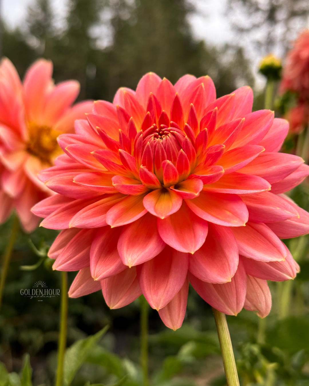 Maks Betty Lynn Dahlia Tuber, Maks Betty Lynn Dahlia Flower, Maks Betty Lynn Dahlia Bulb, Maks Betty Lynn Dahlia Sale, Maks Betty Lynn Dahlia