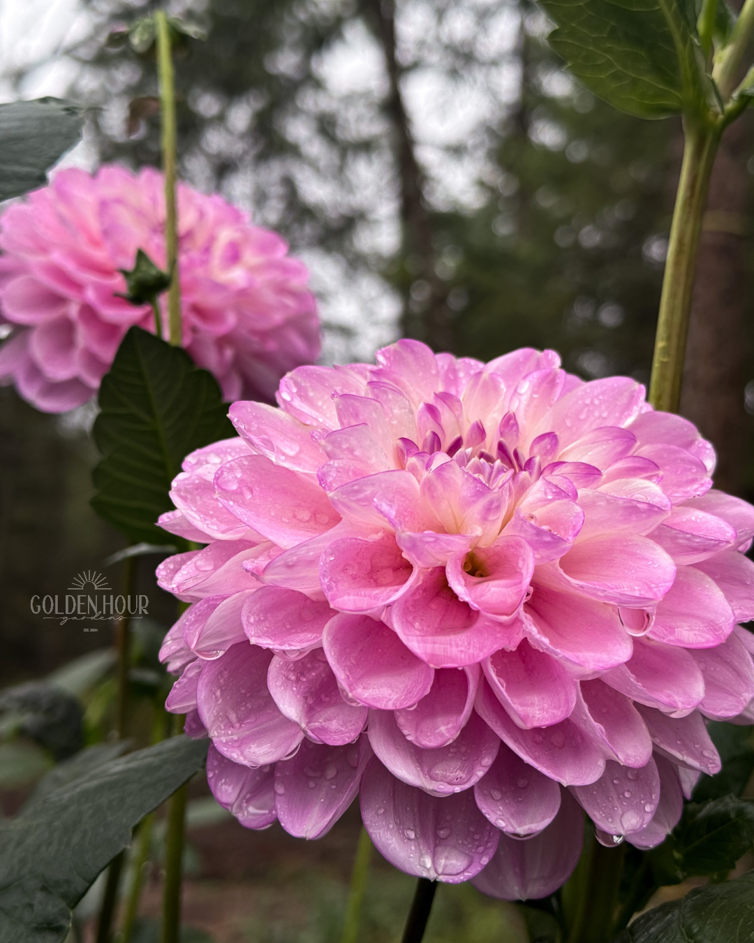 Marionberry Milkshake Dahlia Tuber, Marionberry Milkshake Dahlia Bulb, Marionberry Milkshake Dahlia Flower, Marionberry Milkshake Dahlia for Sale