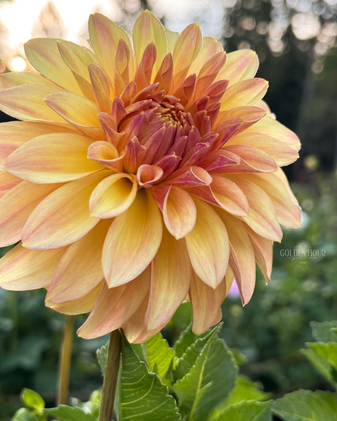 Miss Amara Dahlia Tuber, Miss Amara Dahlia Flower, Miss Amara Dahlia Bulb, Miss Amara Dahlia for Sale, Miss Amara Dahlia Bloom