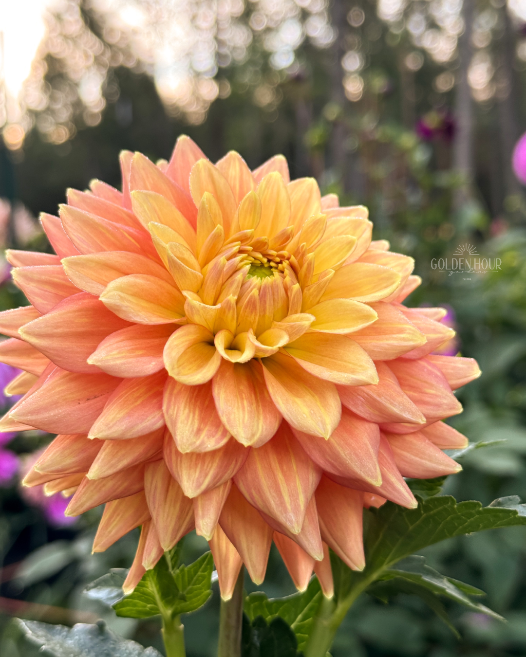Mission Marmalade Dahlia Tuber, Mission Marmalade Dahlia Flower, Mission Marmalade Dahlia Bulb, Mission Marmalade Dahlia Sale, Mission Marmalade Dahlia