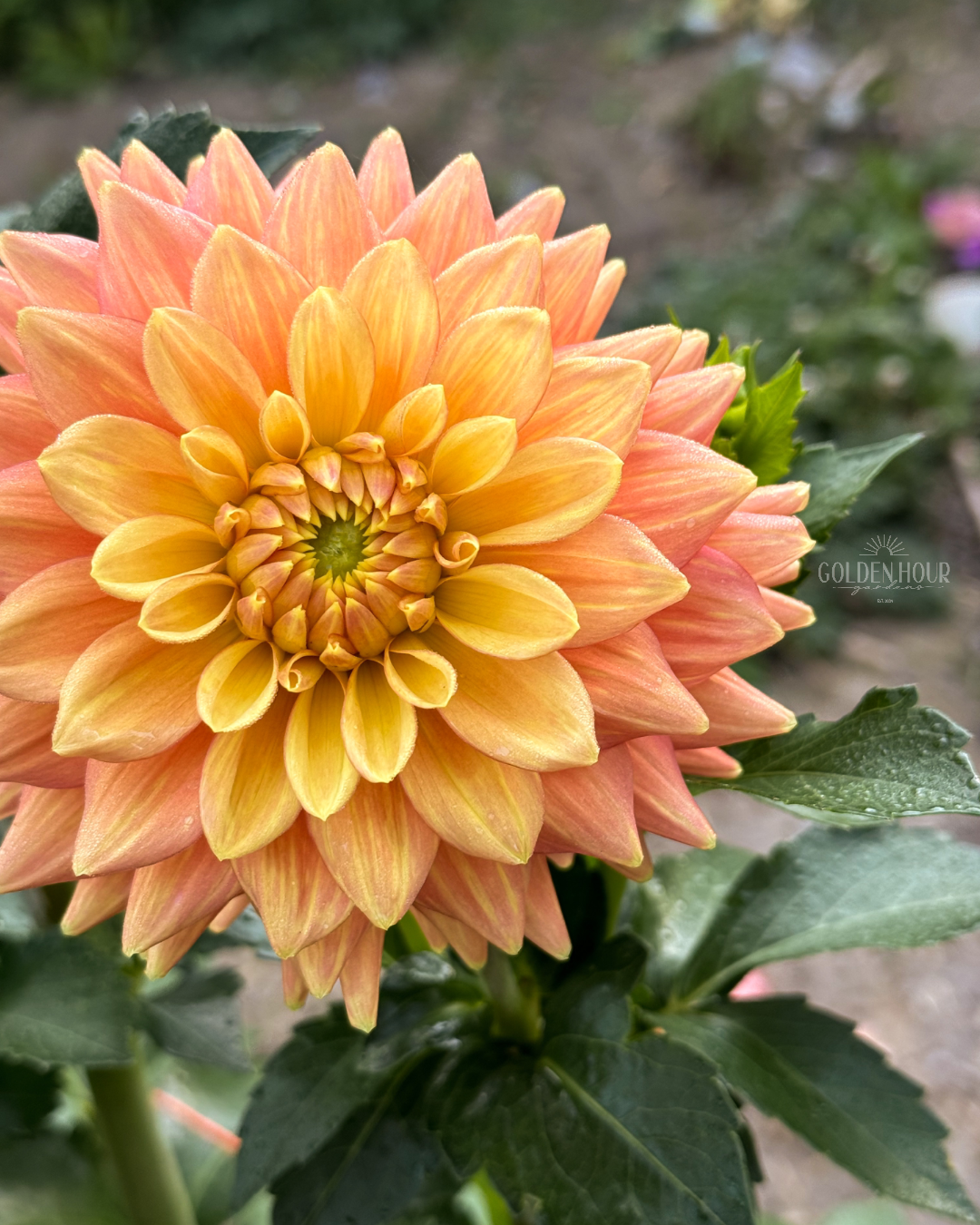 Mission Marmalade Dahlia Tuber, Mission Marmalade Dahlia Flower, Mission Marmalade Dahlia Bulb, Mission Marmalade Dahlia Sale, Mission Marmalade Dahlia