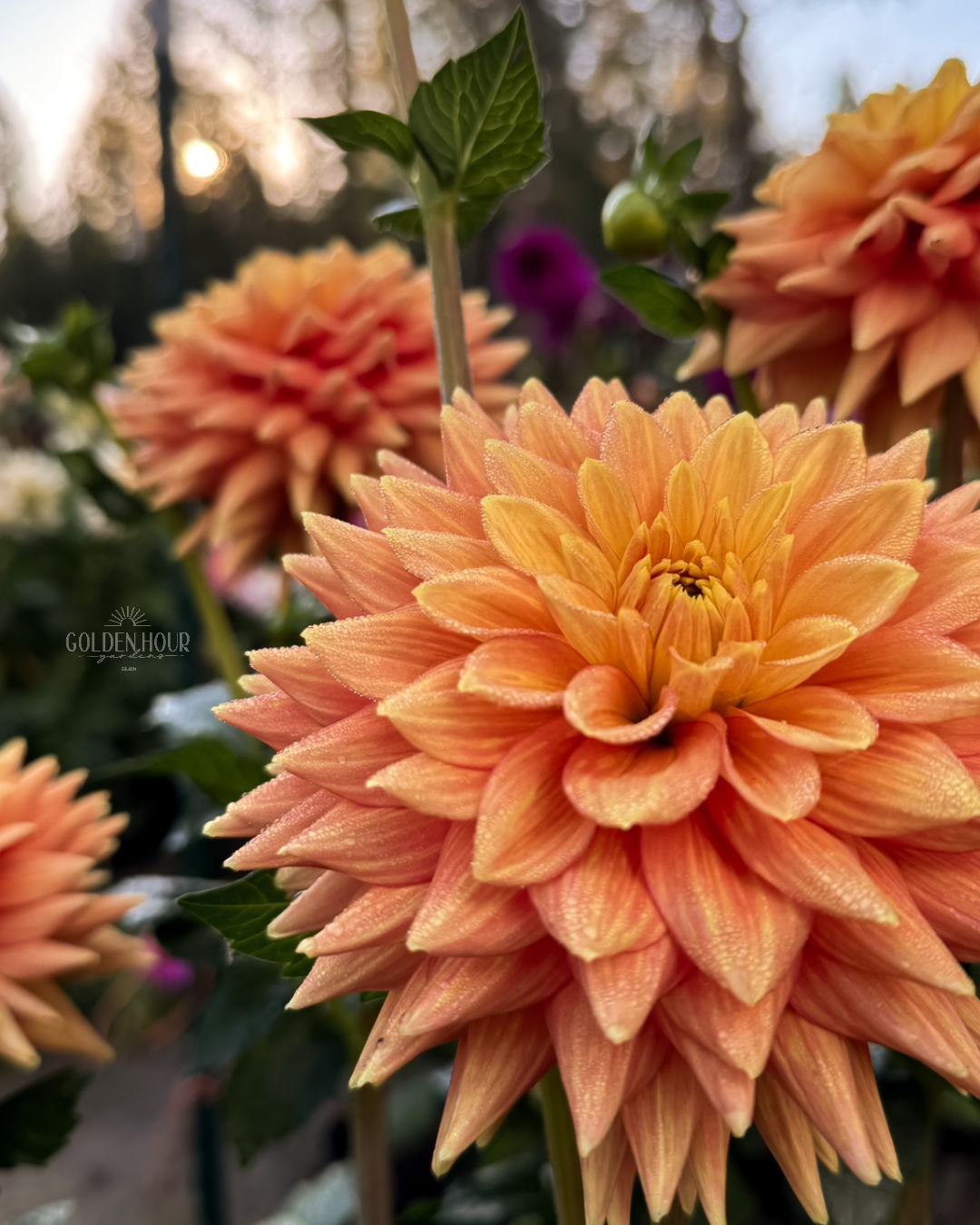 Mission Marmalade Dahlia Tuber, Mission Marmalade Dahlia Flower, Mission Marmalade Dahlia Bulb, Mission Marmalade Dahlia Sale, Mission Marmalade Dahlia