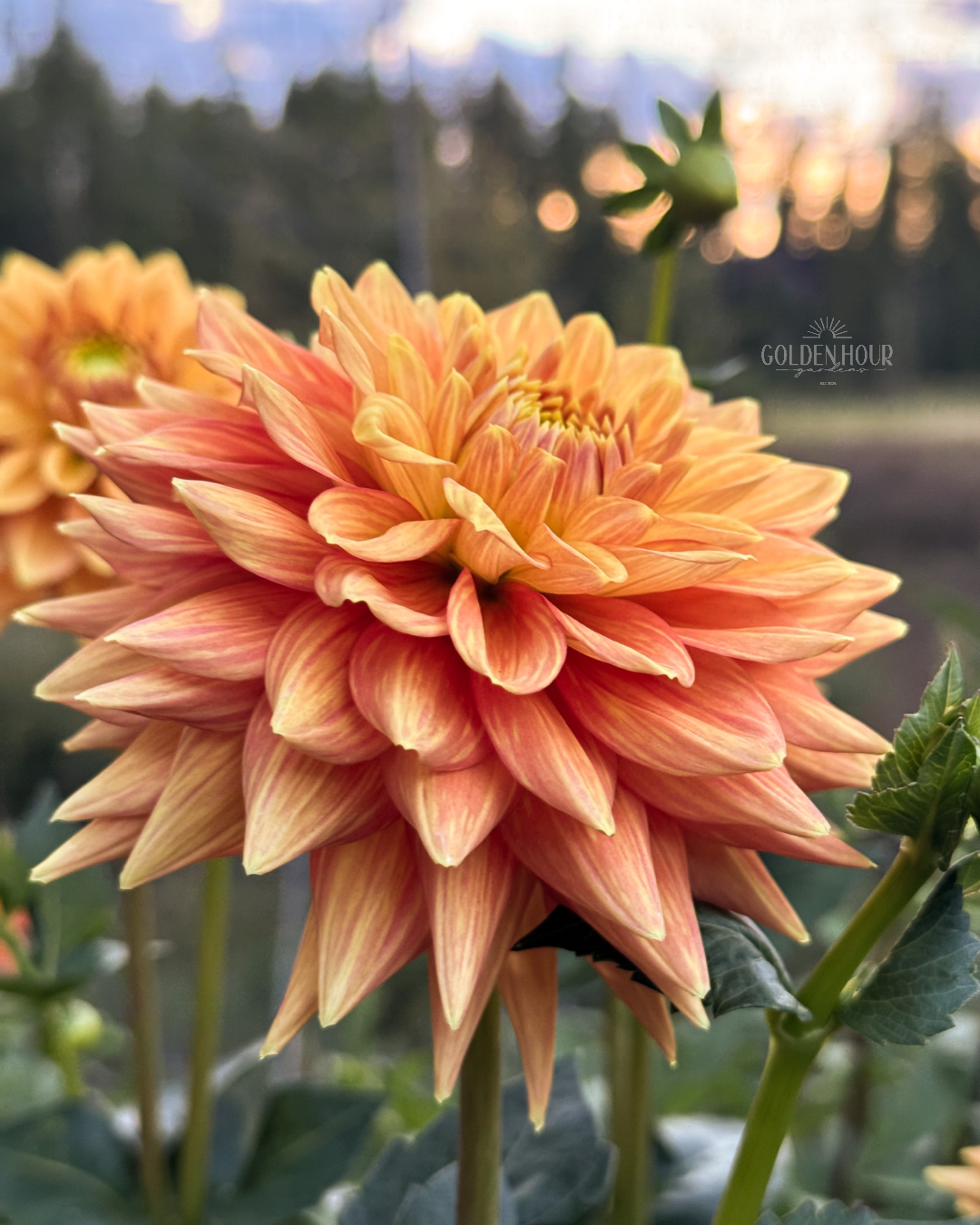 Mission Marmalade Dahlia Tuber, Mission Marmalade Dahlia Flower, Mission Marmalade Dahlia Bulb, Mission Marmalade Dahlia Sale, Mission Marmalade Dahlia