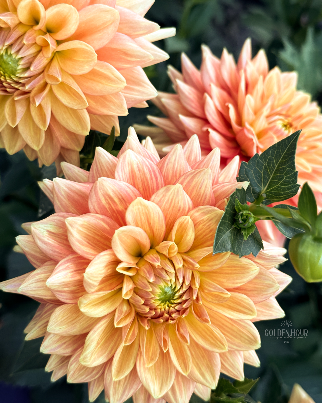 Mission Marmalade Dahlia Tuber, Mission Marmalade Dahlia Flower, Mission Marmalade Dahlia Bulb, Mission Marmalade Dahlia Sale, Mission Marmalade Dahlia