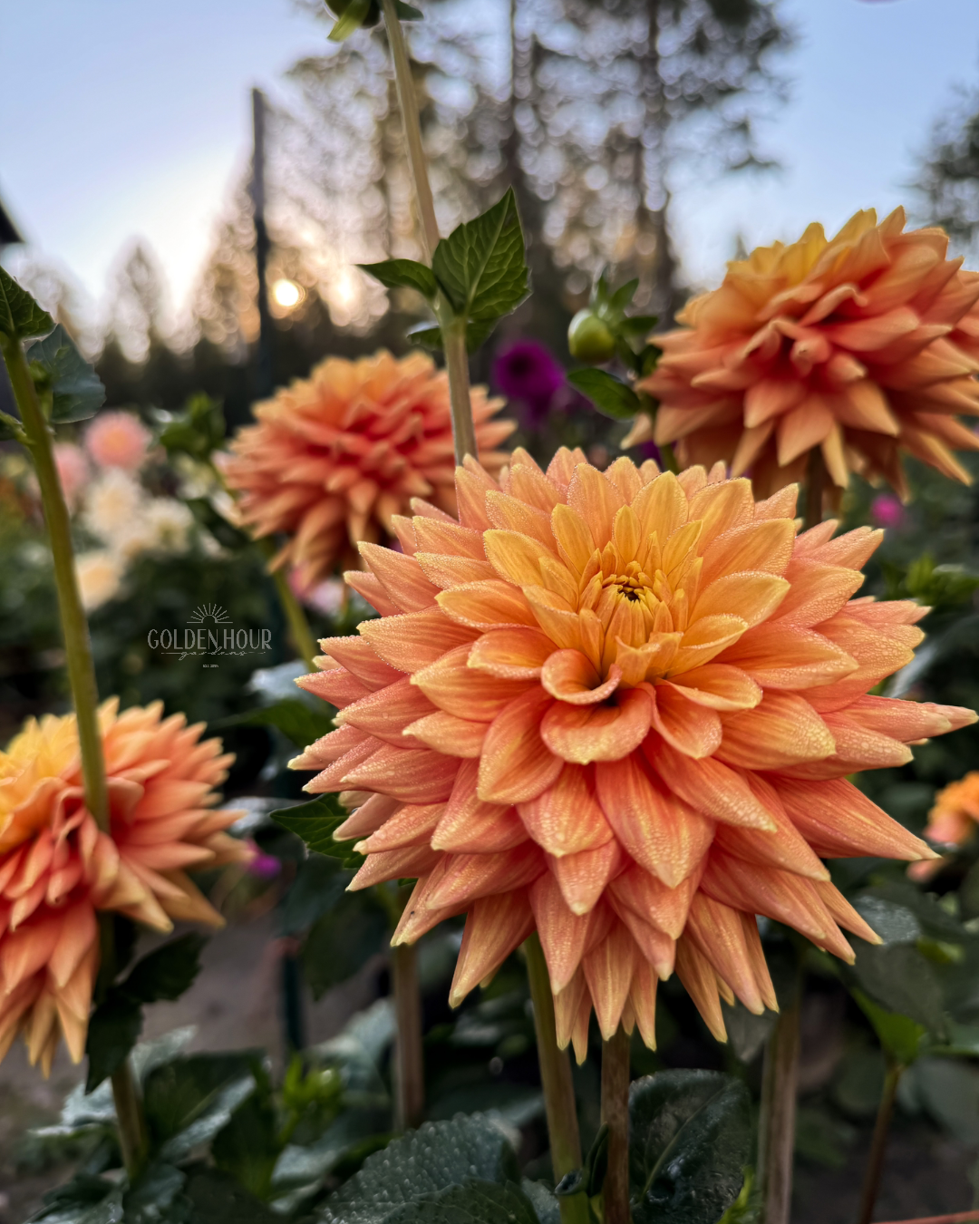 Mission Marmalade Dahlia Tuber, Mission Marmalade Dahlia Flower, Mission Marmalade Dahlia Bulb, Mission Marmalade Dahlia Sale, Mission Marmalade Dahlia