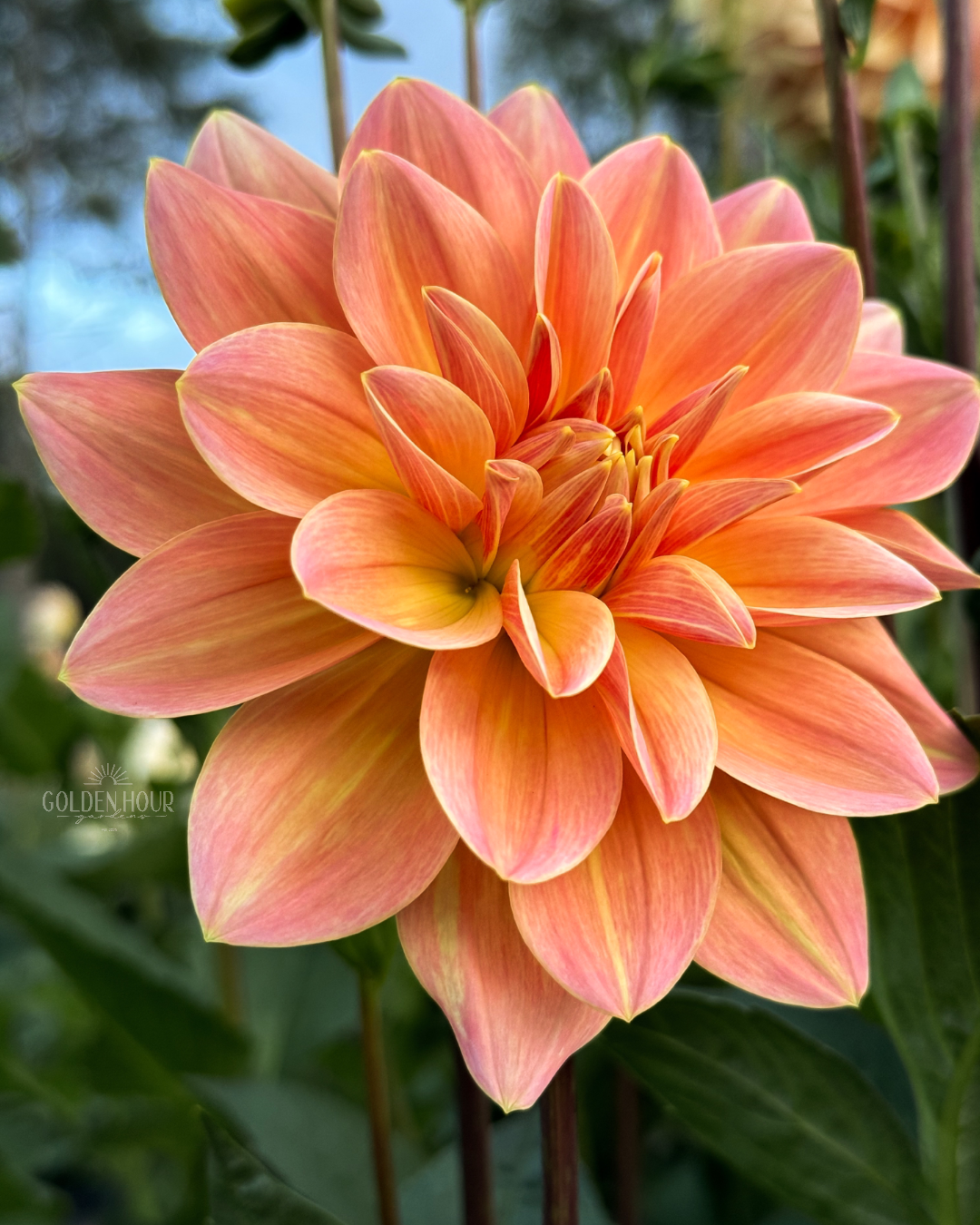 Mister Frans Dahlia Tuber, Mister Frans Dahlia Bulb, Mister Frans Dahlia Flower, Mister Frans Dahlia Sale, Mister Frans Dahlia