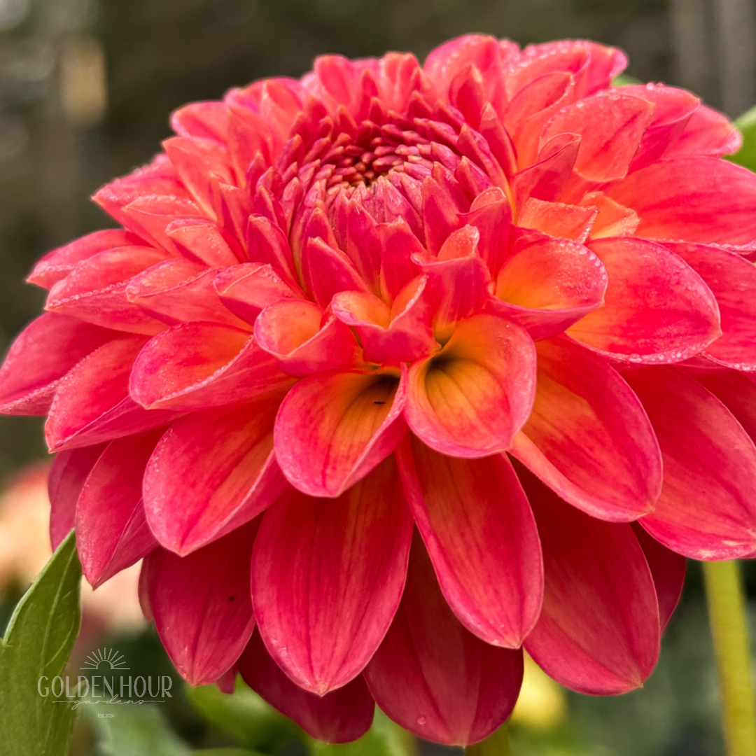 NTAC Mia Li Dahlia Tuber, NTAC Mia Li Dahlia Flower, NTAC Mia Li Dahlia Bulb, NTAC Mia Li Dahlia Sale, NTAC Mia Li Dahlia