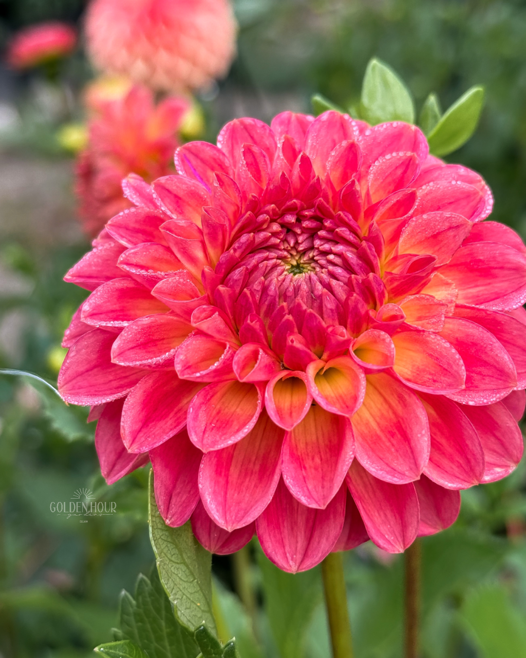 NTAC Mia Li Dahlia Tuber, NTAC Mia Li Dahlia Flower, NTAC Mia Li Dahlia Bulb, NTAC Mia Li Dahlia Sale, NTAC Mia Li Dahlia