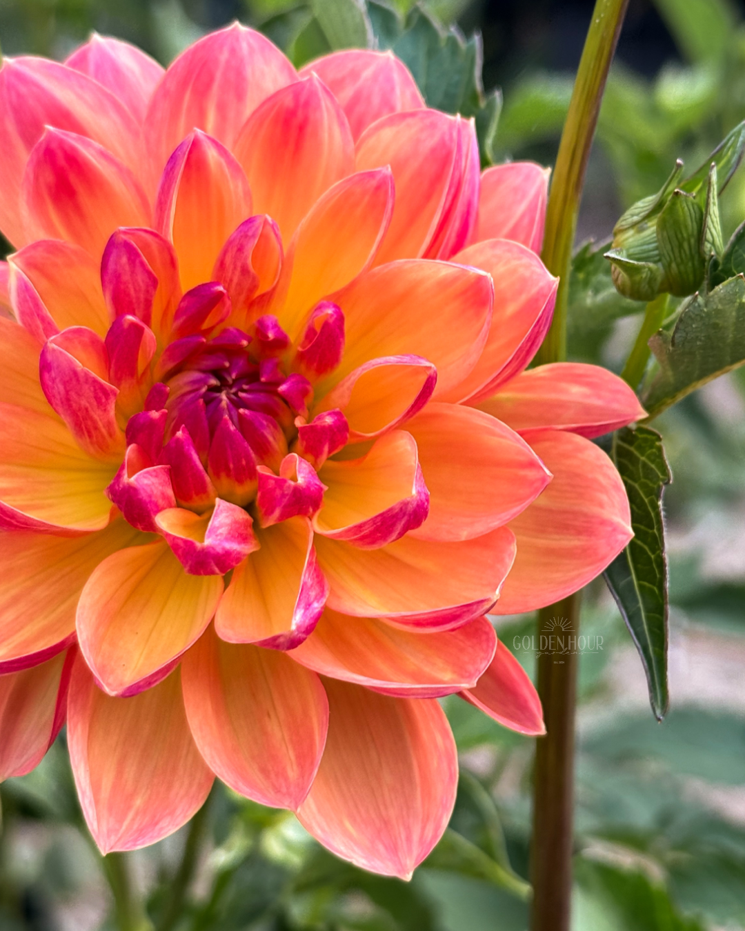 Pam Howden Dahlia Tuber, Pam Howden Dahlia Bulb, Pam Howden Dahlia Flower, Pam Howden Dahlia Sale