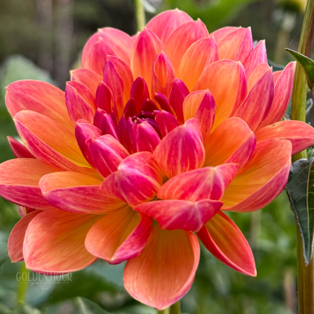 Pam Howden Dahlia Tuber, Pam Howden Dahlia Bulb, Pam Howden Dahlia Flower, Pam Howden Dahlia Sale