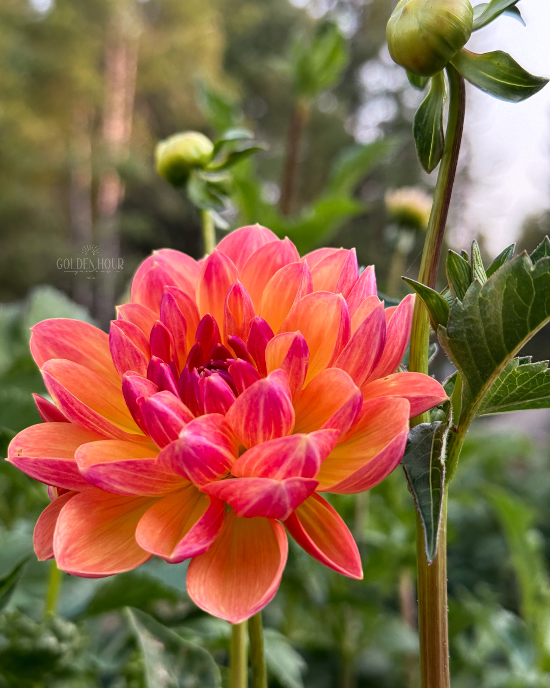 Pam Howden Dahlia Tuber, Pam Howden Dahlia Bulb, Pam Howden Dahlia Flower, Pam Howden Dahlia Sale