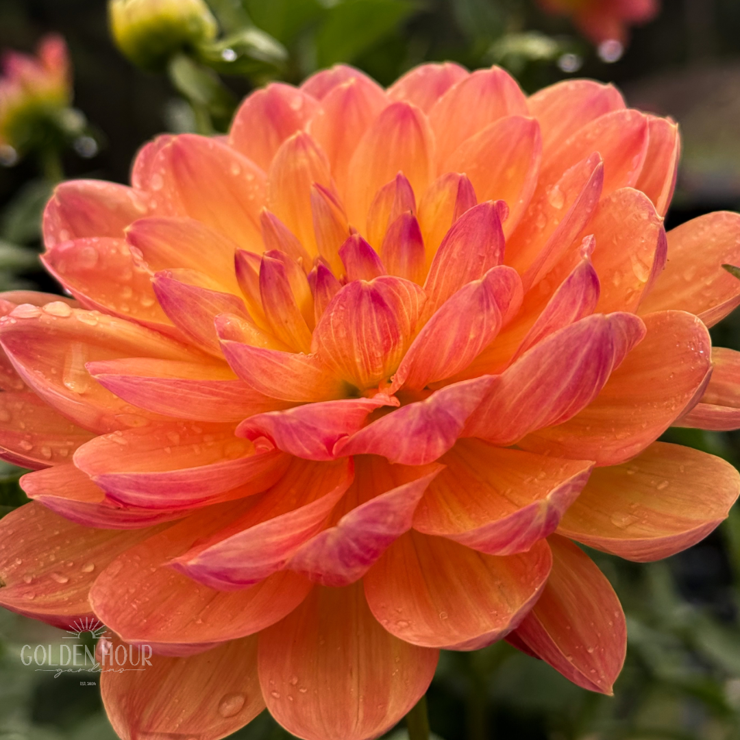 Pam Howden Dahlia Tuber, Pam Howden Dahlia Bulb, Pam Howden Dahlia Flower, Pam Howden Dahlia Sale